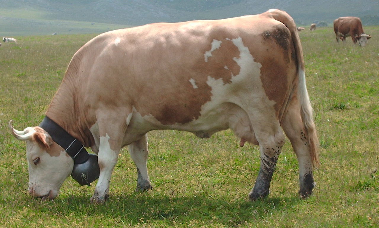 SCP-CN-2268 – 肯德基天基牛肉炮